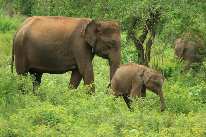 Udawalawe National Park | Private Safari Tour  - Photo 1 of 25